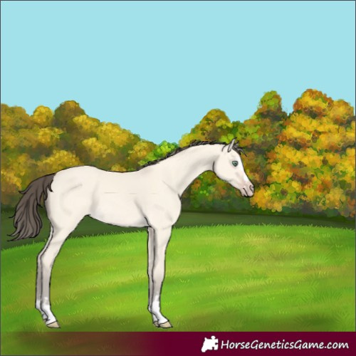 Horse Color:Amber Cream Champagne Dun 
