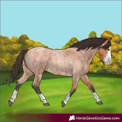 Horse Color:Bay Roan Splash
