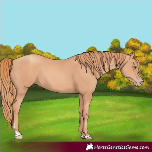 Horse Color:Gold Champagne