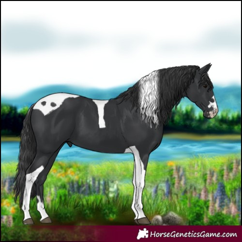 Horse Color:Black Tobiano