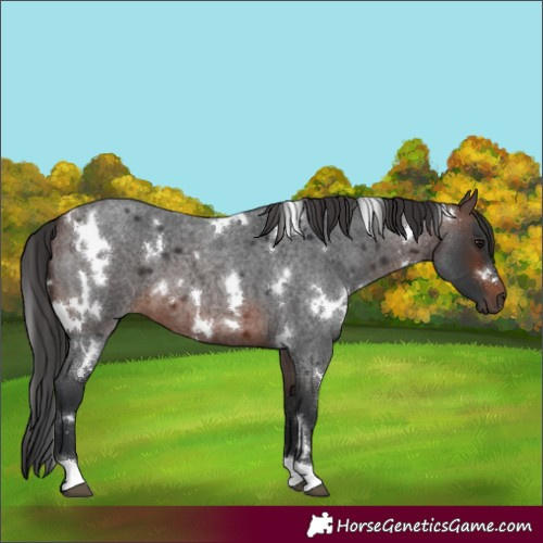 Horse Color:White Spotted Brown Roan