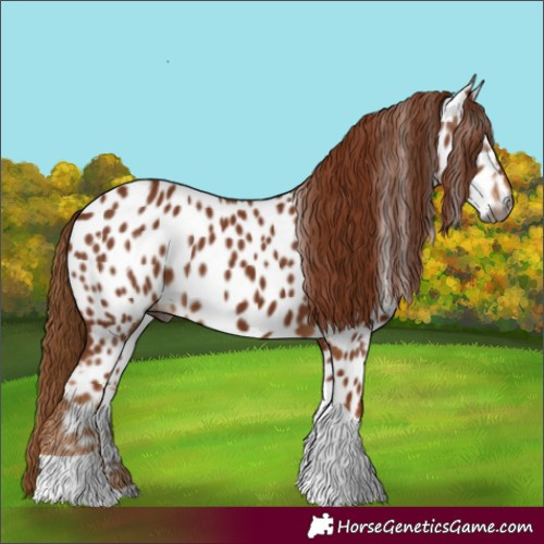 Horse Color:Gray Chestnut Tobiano Appaloosa 