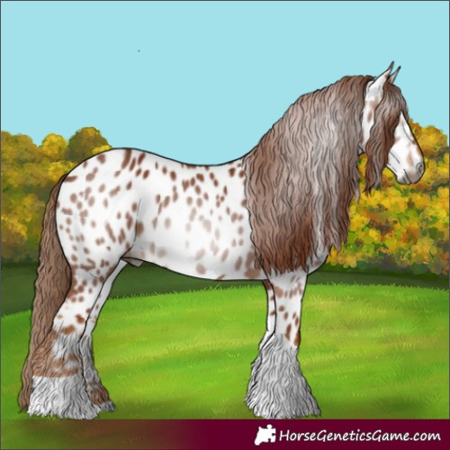 Horse Color:Gray Chestnut Tobiano Appaloosa