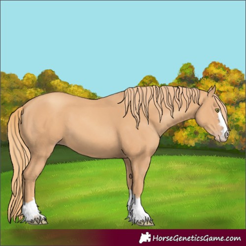 Horse Color:Gold Champagne 