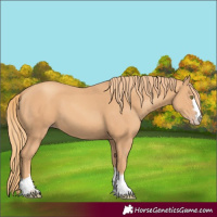 Horse Color:Gold Champagne
