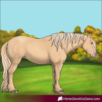 Horse Color:Gold Champagne