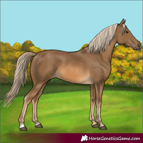Horse Color:Chocolate Palomino 