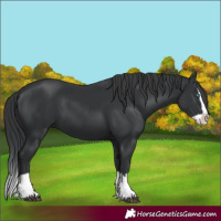 Horse Color:Black Splash