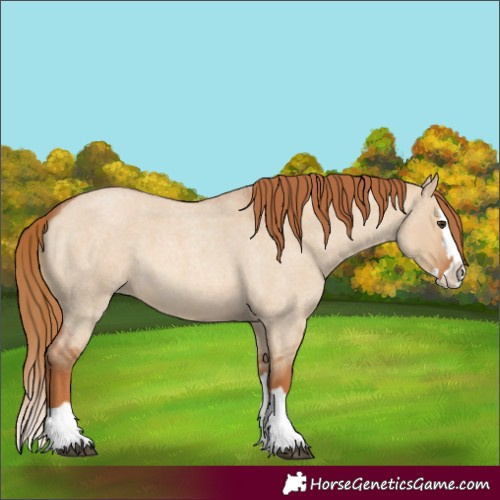 Horse Color:Red Dun Roan Splash