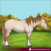 Horse Color:Red Dun Roan Splash