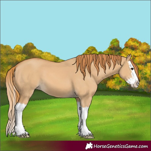 Horse Color:Red Dun Splash 