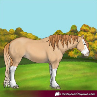 Horse Color:Red Dun Splash 