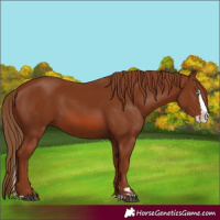 Horse Color:Chestnut Splash 
