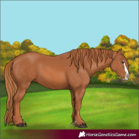 Horse Color:Chestnut Splash