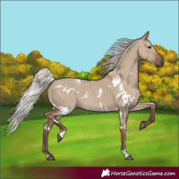 Horse Color:White Spotted Silver Grullo Rabicano