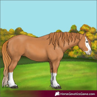 Horse Color:Chestnut Splash 