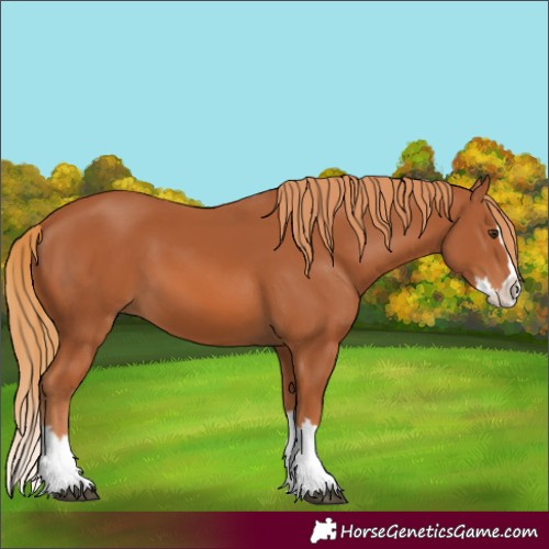 Horse Color:Chestnut Splash 