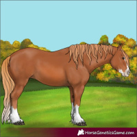 Horse Color:Chestnut Splash 