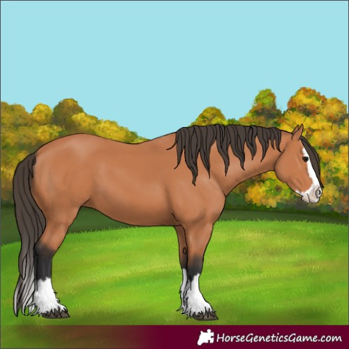 Horse Color:Bay Splash 