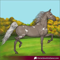 Horse Color:White Spotted Silver Grullo 