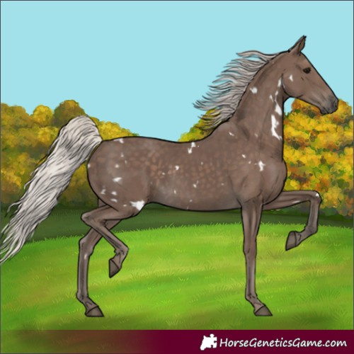 Horse Color:Unknown 