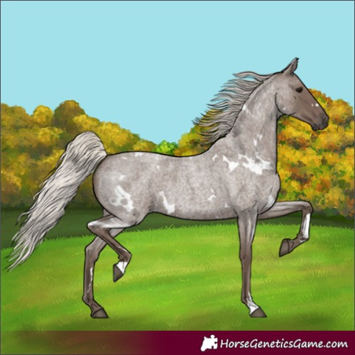 Horse Color:White Spotted Silver Blue Roan