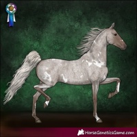 Horse Color:White Spotted Silver Blue Roan