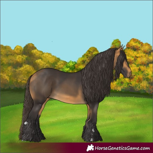 Horse Color:Buckskin
