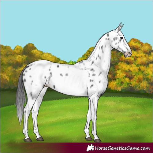 Horse Color:White Spotted Black Splash Tobiano Frame Appaloosa