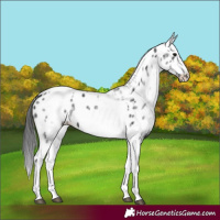 Horse Color:White Spotted Black Splash Tobiano Frame Appaloosa 