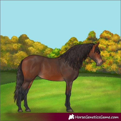 Horse Color:Unknown 