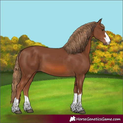Horse Color:Unknown 