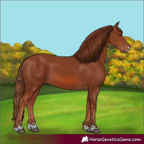 Horse Color:Unknown 