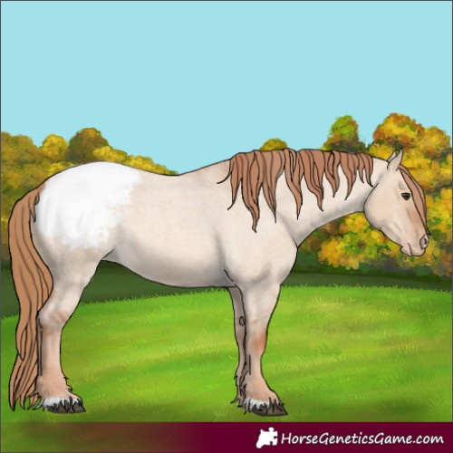 Horse Color:Red Dun Roan Appaloosa 