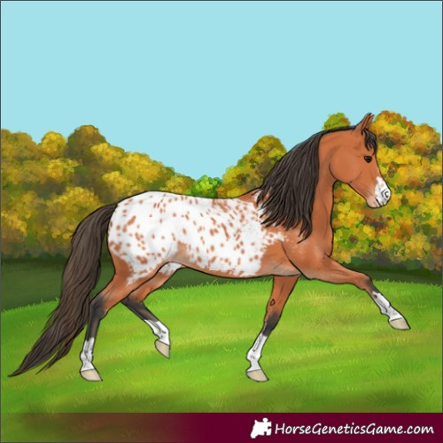 Horse Color:Bay Appaloosa 