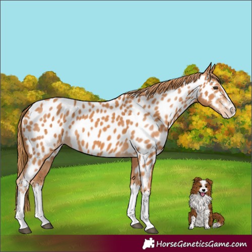 Horse Color:Chestnut Splash Appaloosa 