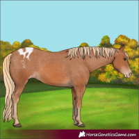 Horse Color:Chestnut Appaloosa 