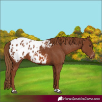 Horse Color:Chestnut Appaloosa
