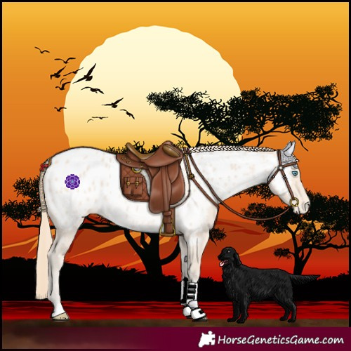 Horse Color:Perlino Near Leopard 