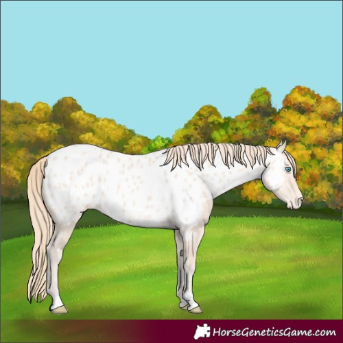 Horse Color:Perlino Appaloosa