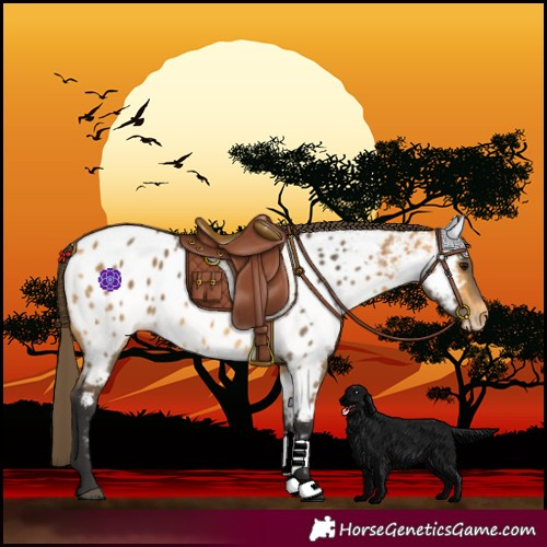 Horse Color:Buckskin Near Leopard 