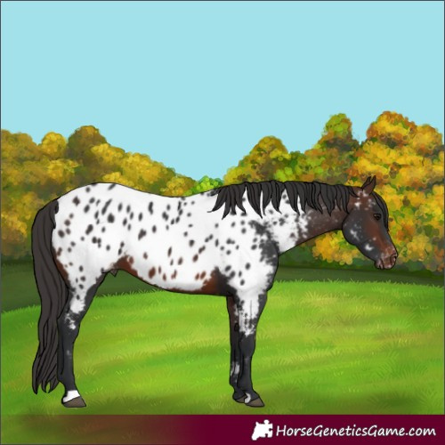 Horse Color:Brown Appaloosa