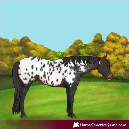 Horse Color:Brown Near Leopard 