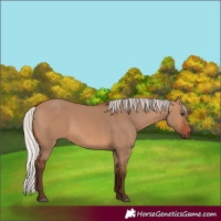 Horse Color:Silver Brown Dun 