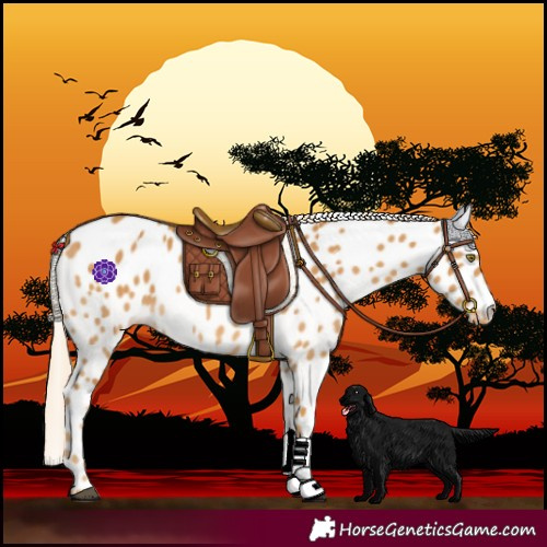 Horse Color:Palomino Leopard 