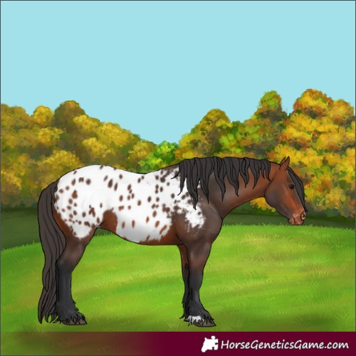 Horse Color:Bay Appaloosa