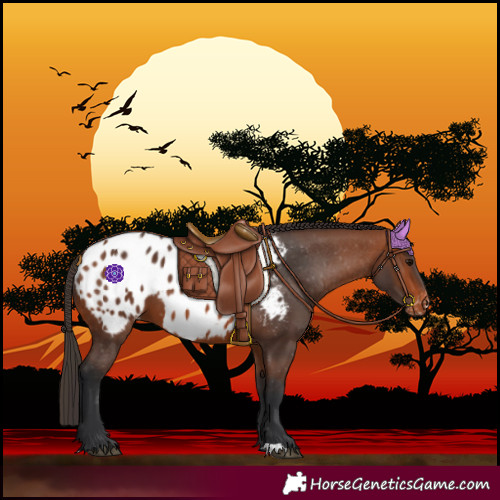 Horse Color:Bay Blanket 