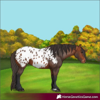 Horse Color:Bay Blanket