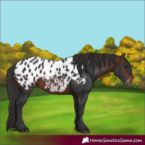 Horse Color:Brown Appaloosa 