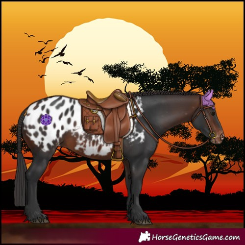 Horse Color:Brown Blanket 